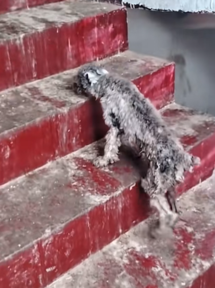 🐾 “I’m Shadow — This Is My Story”