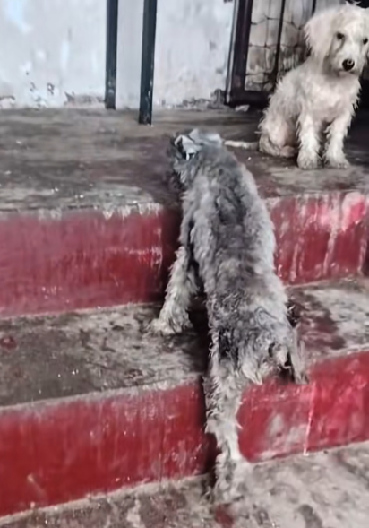 🐾 “I’m Shadow — This Is My Story”