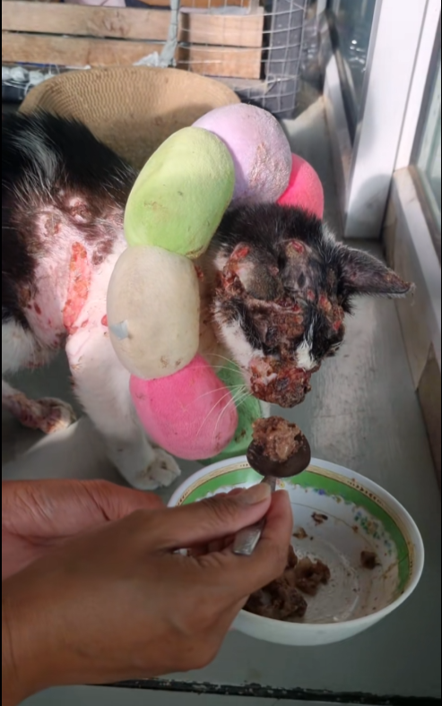 🐾 “I’m Whiskers — This Is My Story”