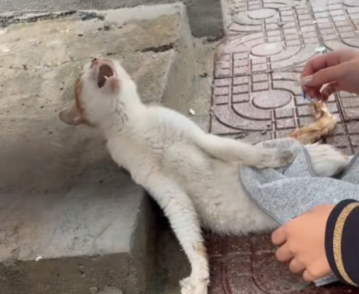 “Shadow at the Schoolyard: A Life We Almost Lost”