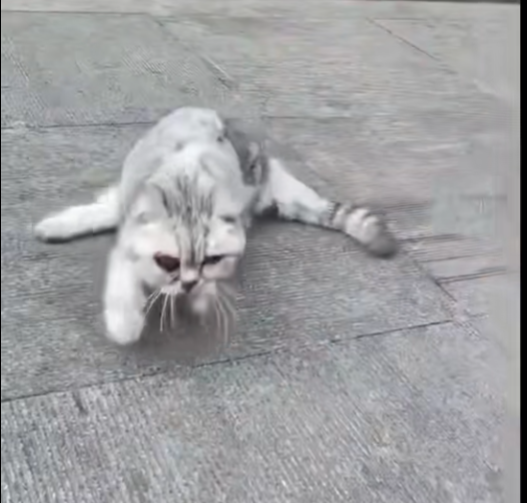 The Little Cat Who Refused to Give Up: Hope for Luna