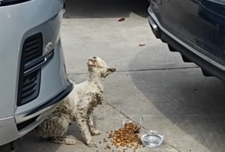 A Small Life Waiting for Help in a Parking Lot