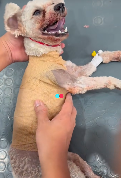 The Little Dog at the Park Who Almost Didn’t Make It