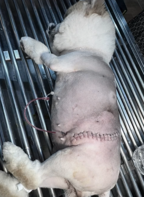 The Story of a Little Dog Who Survived a Brutal Attack