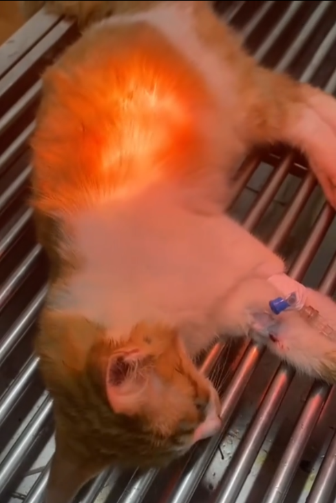 The Little Cat by the Trash Bin: A Fight for One More B