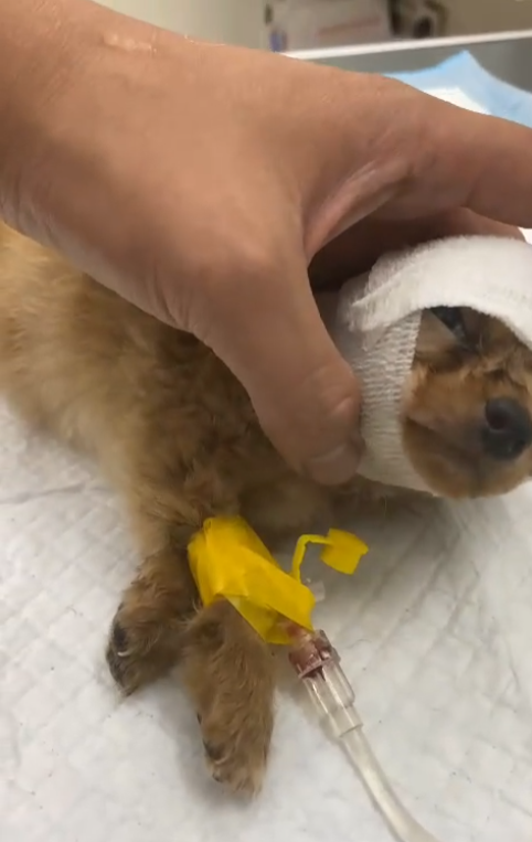 💔 The Day I Found Him on the Road